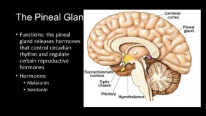 pineal-gland_0261f719-3406-470b-a11d-a535aecdd4b5_1024x1024