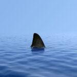 Shark fin above water.
