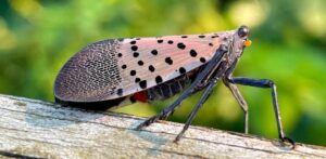 0728_lanternfly2