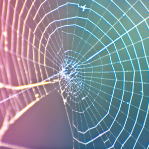 spider-web-01
