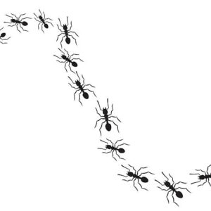 ants traveling in a row
