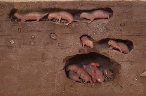 Model_of_naked_mole-rat_soldiers,_workers,_and_queen