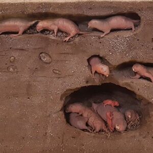 Model_of_naked_mole-rat_soldiers,_workers,_and_queen