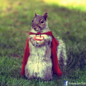 supersquirrel___the_last_squirrel_of_krypton_by_shikharsrivastava-d5c9oxb
