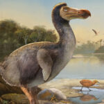 dodo-Header-blog
