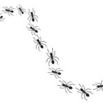 ants traveling in a row