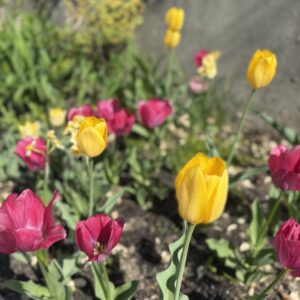 IMG_1798